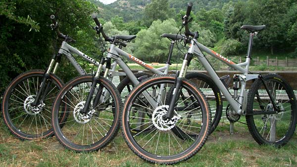 Hemlocks in Luchon
